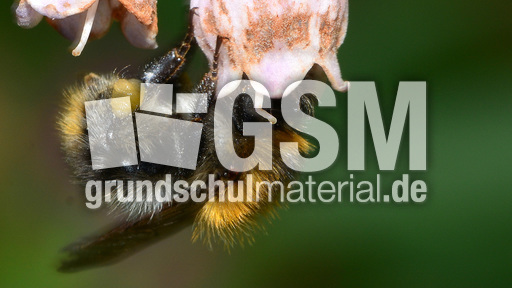 Ackerhummel (13).JPG